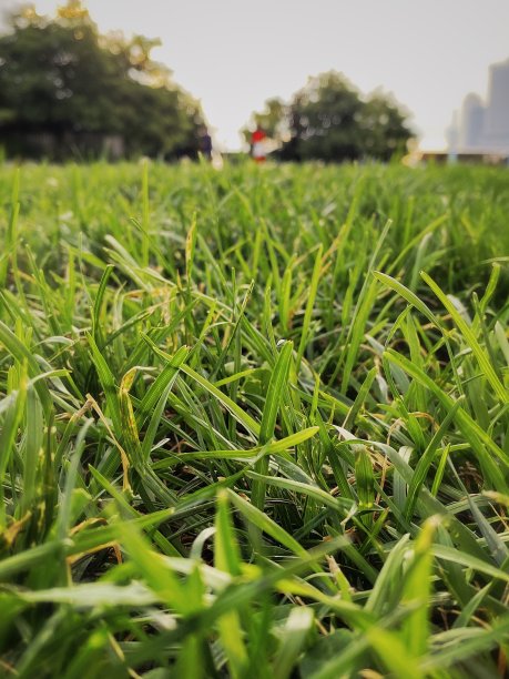 一个美丽的草地的特写图片下载