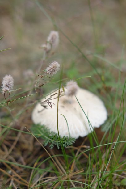 秋天森林里的蘑菇图片下载