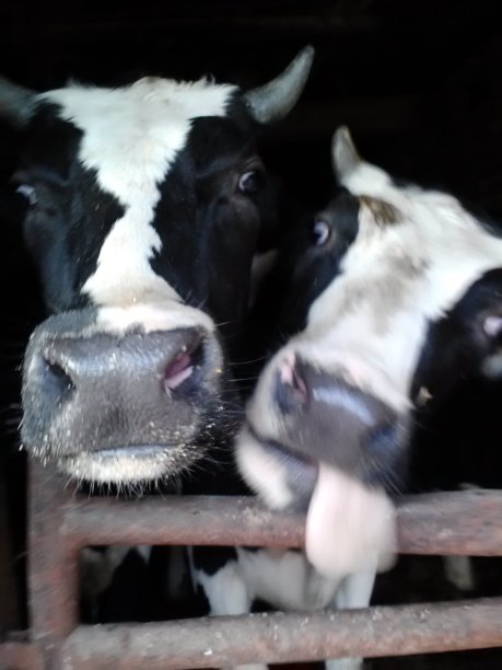 愚蠢的牛图片下载