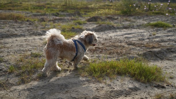 家犬图像质量高图片下载