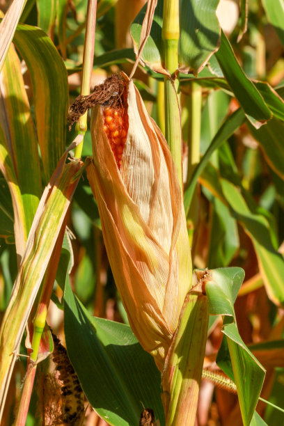 农民田里成熟的金色玉米穗子图片下载