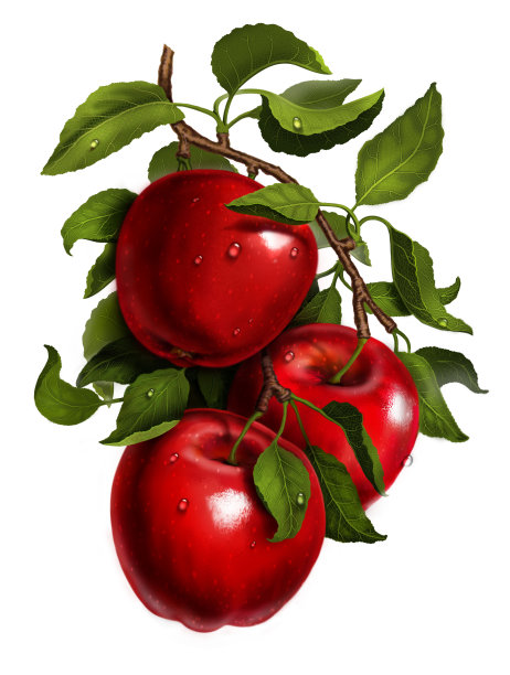 苹果在有叶子的树枝上。成熟的水果滴着水。图片下载