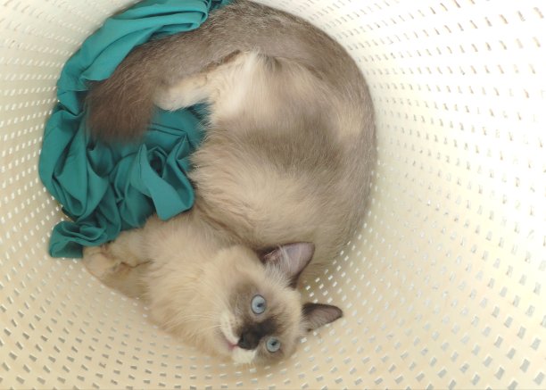 短腿小猫躺在篮子上图片下载