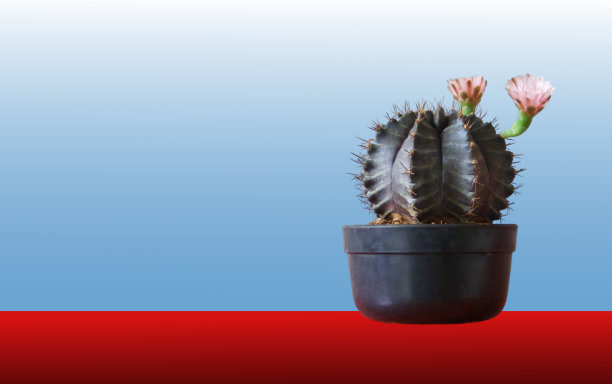 一个圆形的仙人掌和两个浅粉色的花在一个黑色的塑料罐是在图片的右边的梯度红色背景和浅蓝色的梯度背景，左边的空白区域是插入文字的图片。图片下载