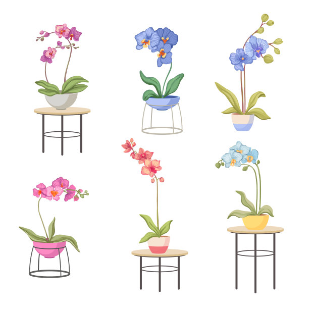 在桌子上的花盆里摆放卡通兰花。不同类型的热带或国内花卉，美丽盛开的植物图片下载