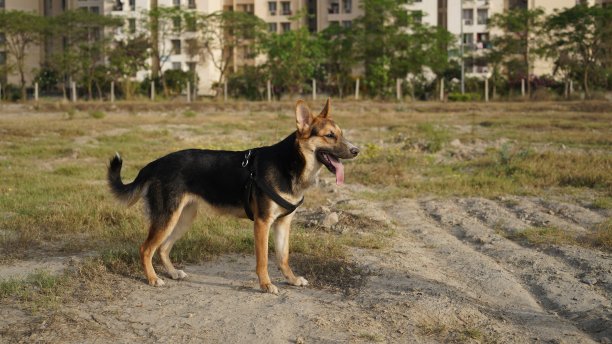 国产犬高品质形象图片下载