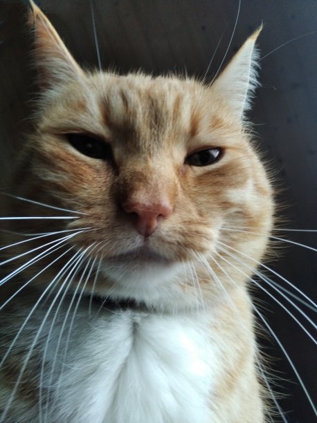 红色的猫图片下载