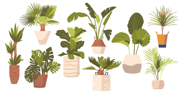 采购产品一套盆栽棕榈树无花果，怪兽，香蕉和龙线虫植物在现代花盆。热带装饰的手掌图片下载