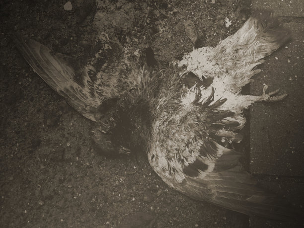 拍摄的信使图片下载