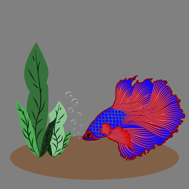红蓝相间的斗鱼图片下载