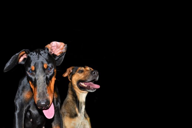 杜宾犬的狗backgropund图片下载