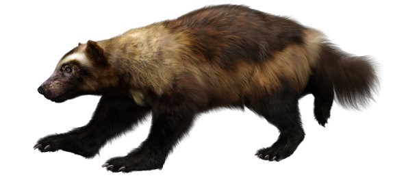 3D插图狼獾在白色图片下载