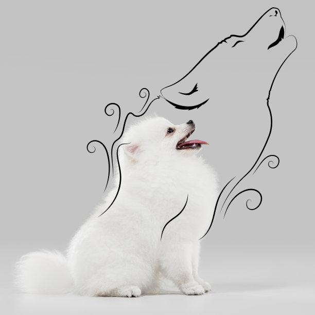 现代艺术设计。一只可爱的白色小博美犬，小狗坐在灰色的背景上。图片下载