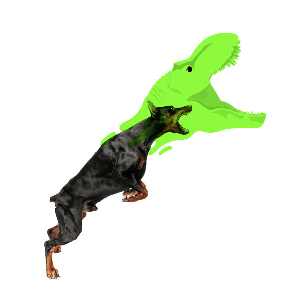 当代艺术品。一只精心照料的大狗，杜宾犬在运动，跳跃，咬孤立在白色的工作室背景。图片下载