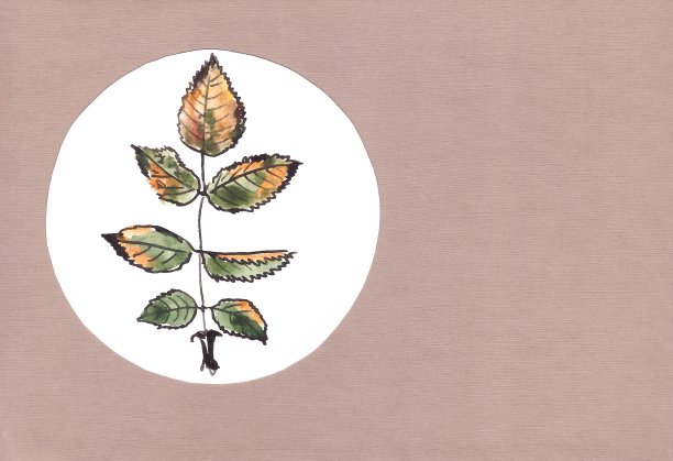 秋天水彩玫瑰叶在白色圆圈上的棕色背景，复制空间图片下载