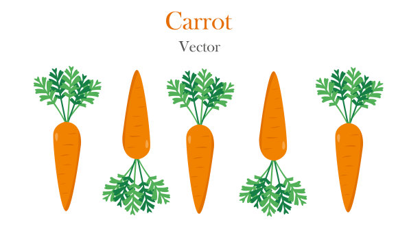 蔬菜有机食品平面颜色设计新鲜胡萝卜和切片图片下载