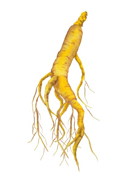 中药水彩插画图片下载