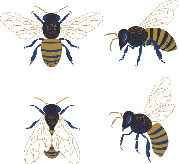 蜜蜂剪纸艺术收藏图片下载