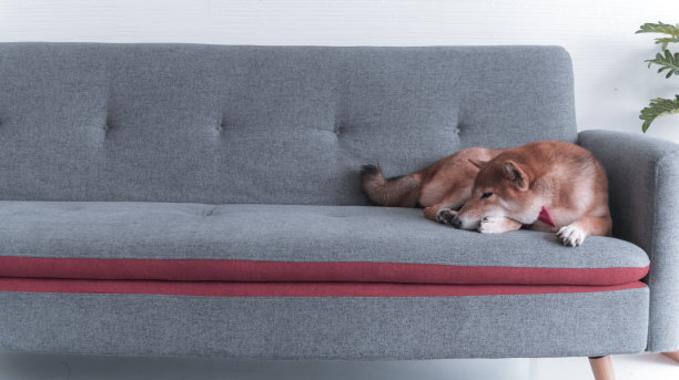 日本狗狗Shiba Inu睡在客厅的沙发上。宠物情人的概念。动物肖像与复制空间图片下载