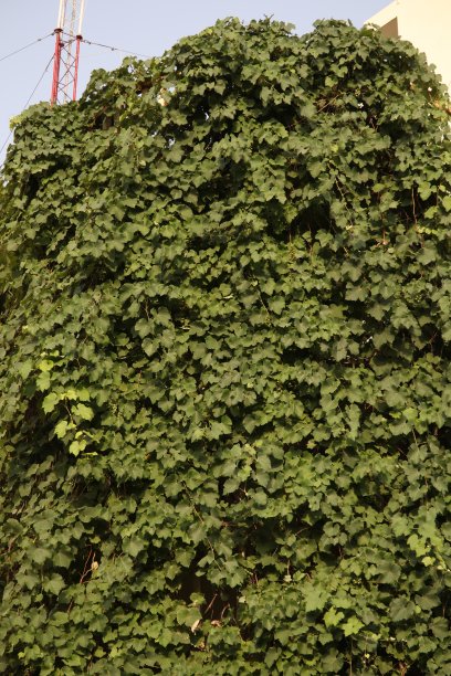 葡萄来了图片下载