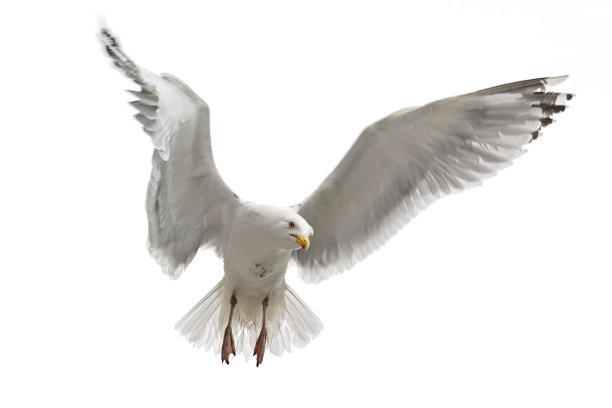 白色背景上飞翔的海鸥。运动冻结。图片下载