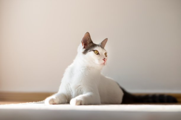 一只好奇的白猫躺在家里的地毯上图片下载