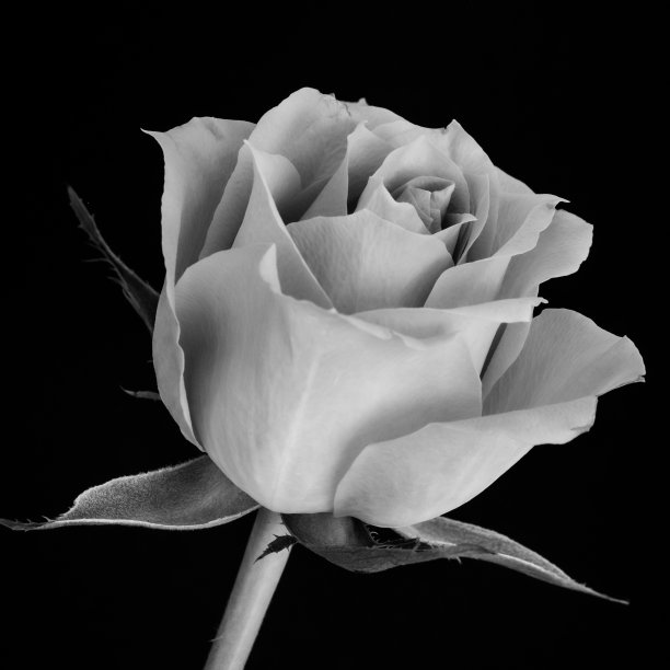 黑白玫瑰图片下载