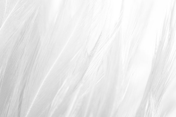 白色羽毛羊毛图案纹理背景图片下载