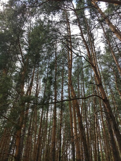 森林。云杉森林。孤独。图片下载