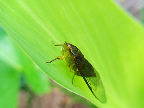 叶子上的昆虫图片下载