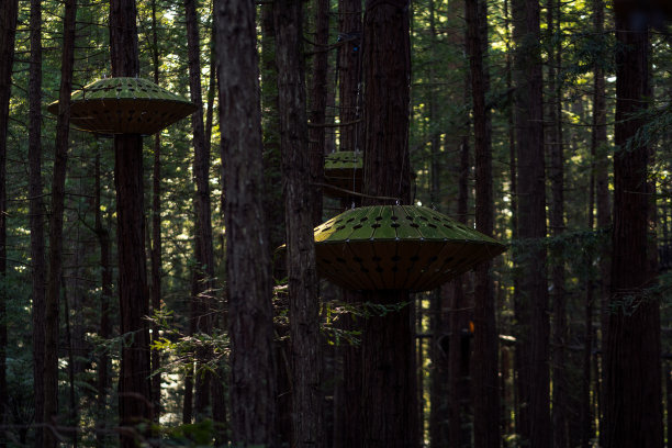 红木森林在著名的树步道位于罗托鲁瓦-新西兰。2020年9月图片下载