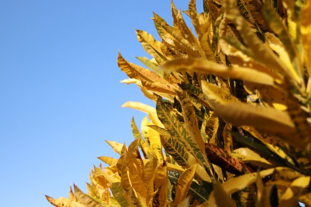 巴豆植物叶子的特写图片下载