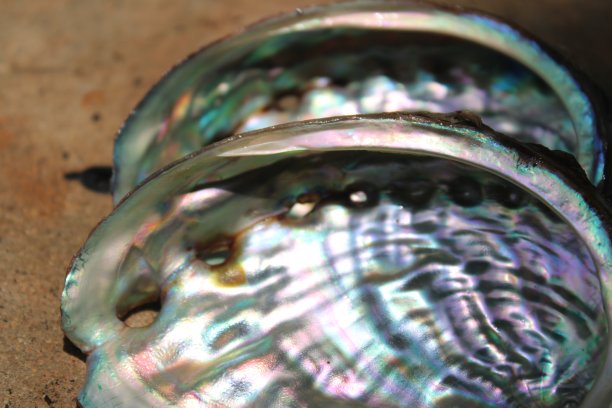 鲍鱼壳图片下载