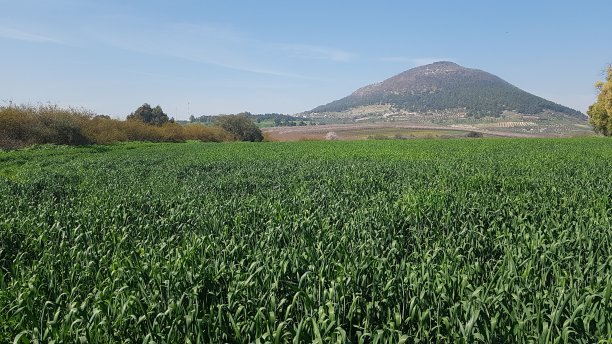 以色列北部塔沃尔山图片下载