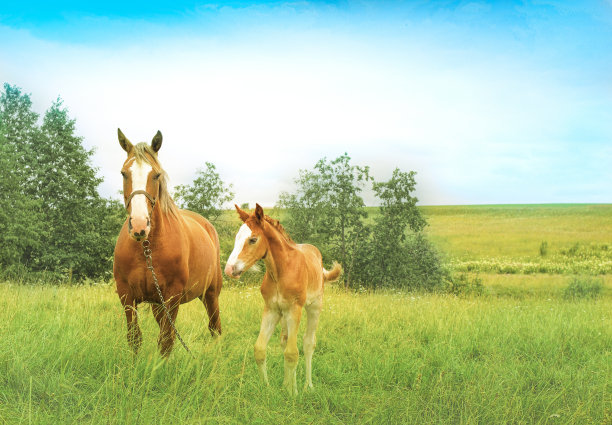 一匹马和一匹小马驹在绿色的草地上吃草图片下载