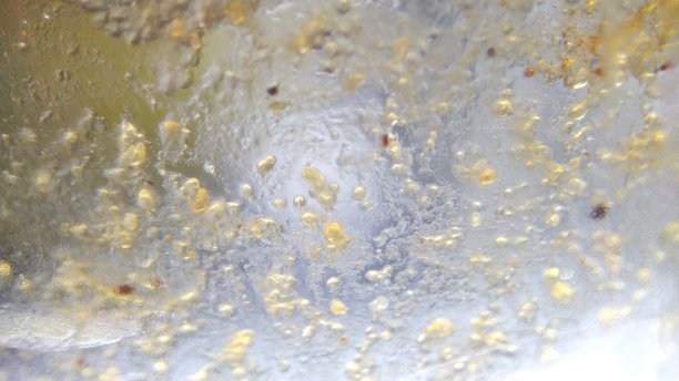 微小麦细菌图片下载