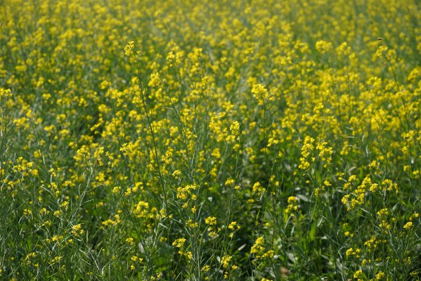 芥菜农场，蜜蜂在芥菜农场高质量的图像，蜜蜂在田间芥菜高分辨率股票摄影图片下载