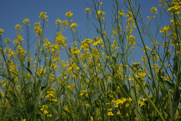 芥菜农场，蜜蜂在芥菜农场高质量的图像，蜜蜂在田间芥菜高分辨率股票摄影图片下载