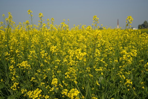 芥菜农场，蜜蜂在芥菜农场高质量的图像，蜜蜂在田间芥菜高分辨率股票摄影图片下载