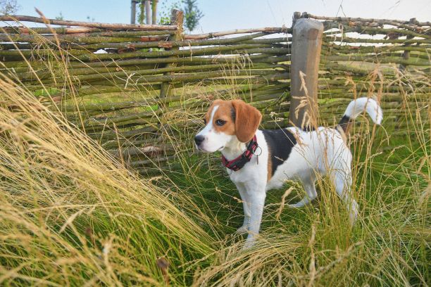 肖像美丽的纯种比格犬。年轻的狗走在树篱后面。宠物的概念图片下载