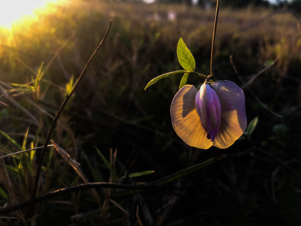 紫色的花图片下载