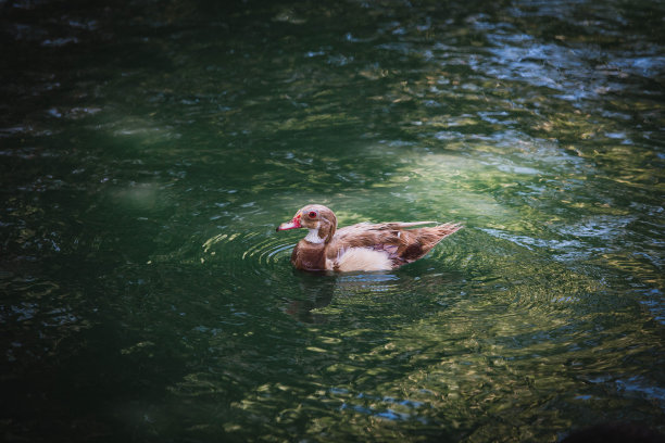 鸭子在水里游泳图片下载