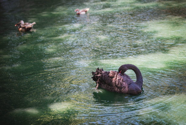 鸭子在水里游泳图片下载