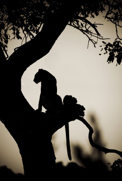 豹i träd i motljus图片下载