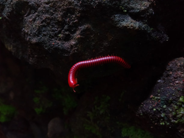 锈迹千足虫(珊瑚千足虫属)或常见的亚洲千足虫图片下载