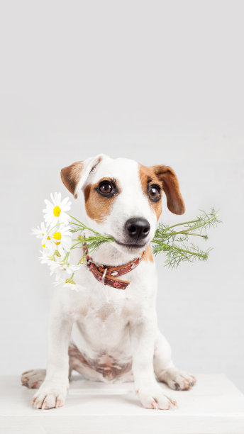 一只牙齿上衔着一束花的狗图片下载
