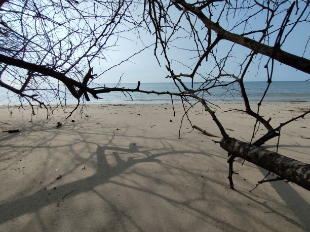 海滩上的干树枝图片下载