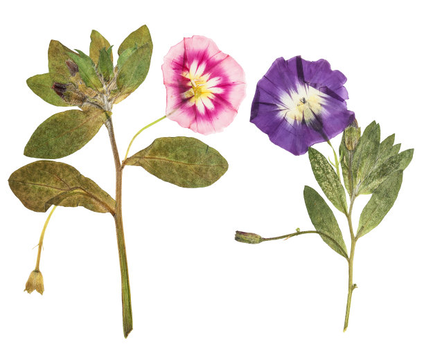 压干娇嫩透明的旋花花孤立在白色的背景。用于剪贴簿，花艺，或植物标本室图片下载