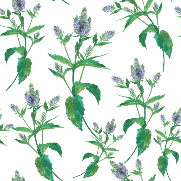 无缝图案的花薄荷枝在白色的背景。水彩手绘插图。花重复纹理的夏季芳香植物。适用于数码纸、墙纸、纺织品。图片下载