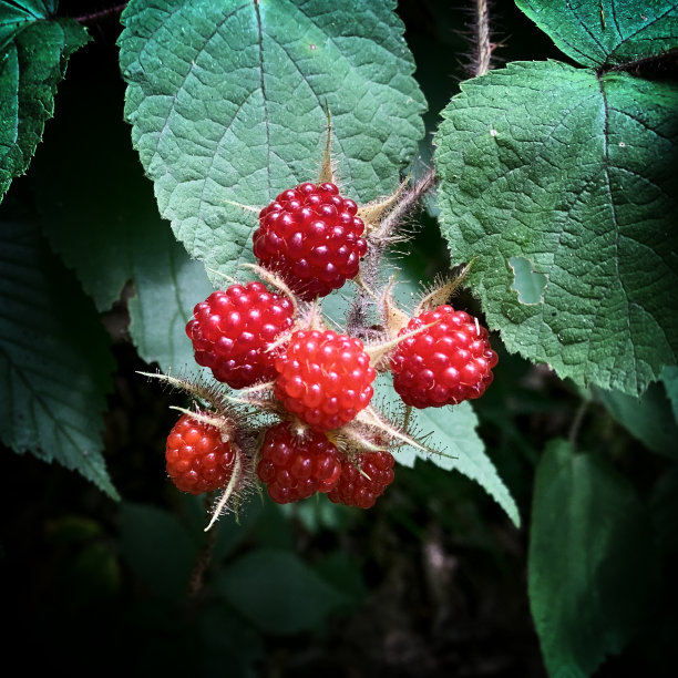 成熟的野生树莓图片下载
